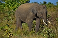 493_Sri_Lanka_Udawalawe_NP