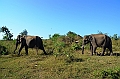 495_Sri_Lanka_Udawalawe_NP