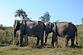 497_Sri_Lanka_Udawalawe_NP