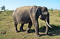 498_Sri_Lanka_Udawalawe_NP