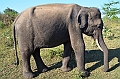500_Sri_Lanka_Udawalawe_NP