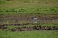503_Sri_Lanka_Udawalawe_NP