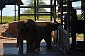 505_Sri_Lanka_Elephant_Transit_Home