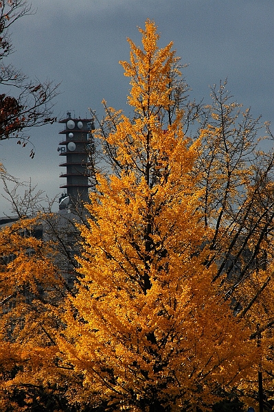 068_Tokyo.JPG