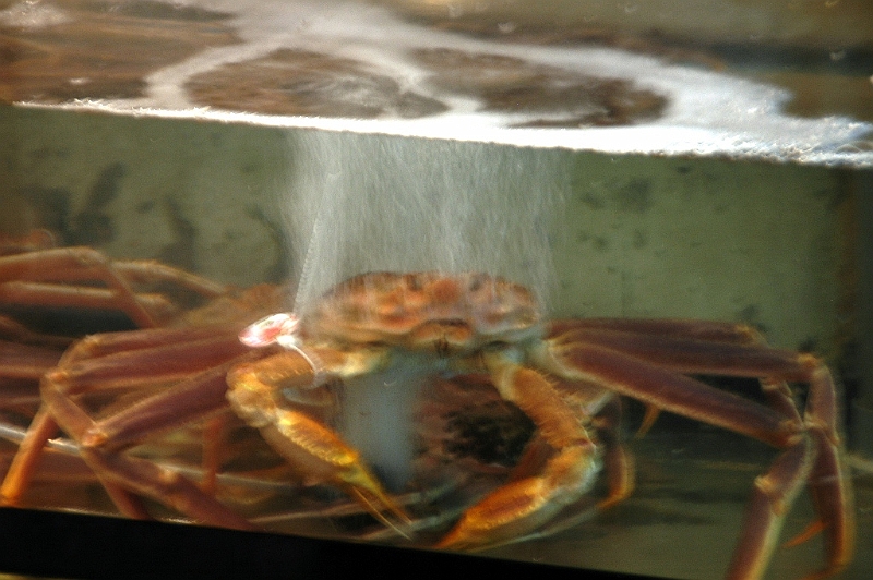 102_Tokyo_Fishmarket.JPG