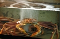 102_Tokyo_Fishmarket