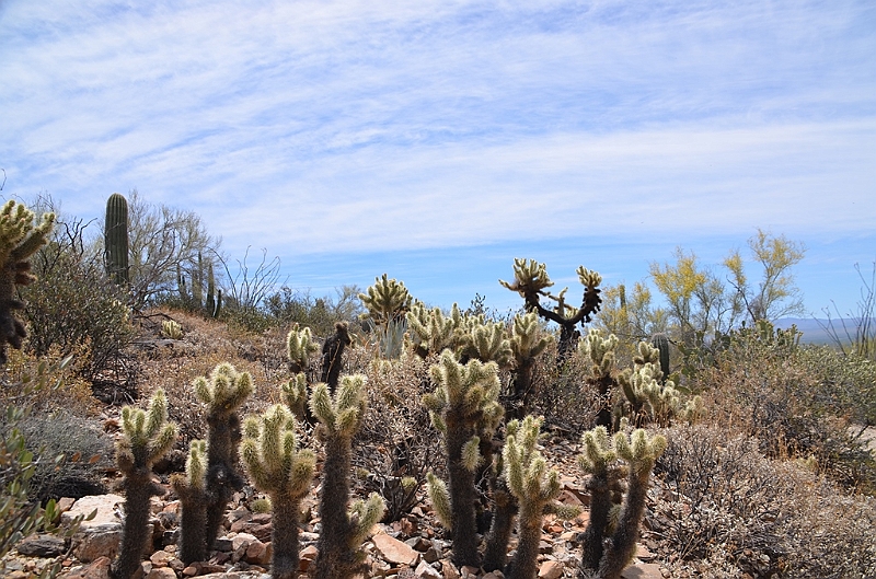 015_USA_Arizona_Sonora_Desert_Museum.JPG