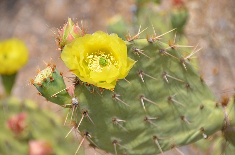 018_USA_Arizona_Sonora_Desert_Museum.JPG