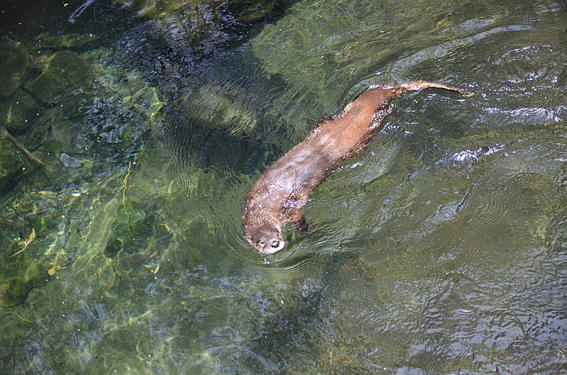 023_USA_Arizona_Sonora_Desert_Museum.JPG