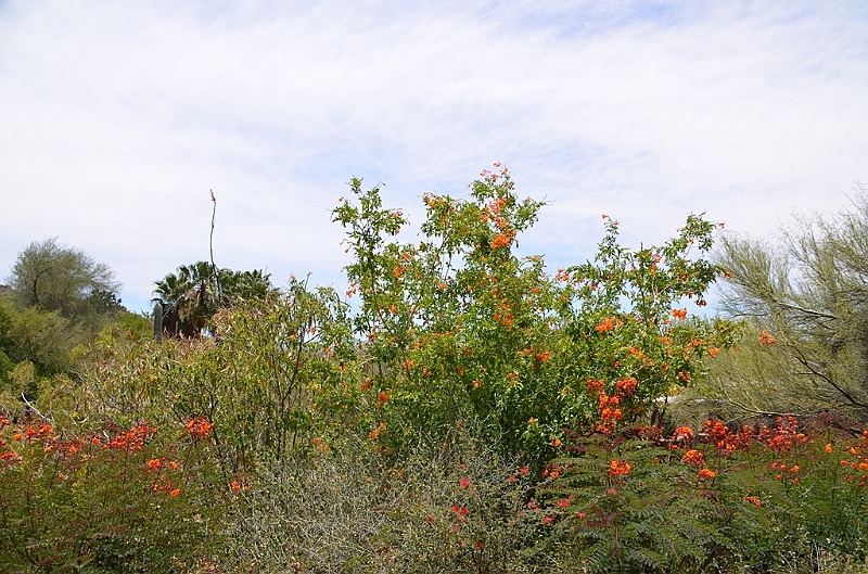 027_USA_Arizona_Sonora_Desert_Museum.JPG