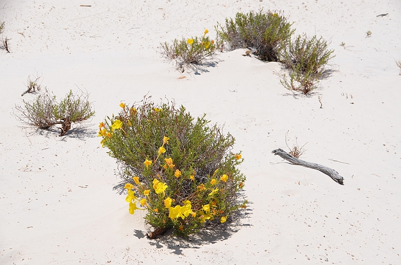 101_USA_White_Sands_National_Monument.JPG