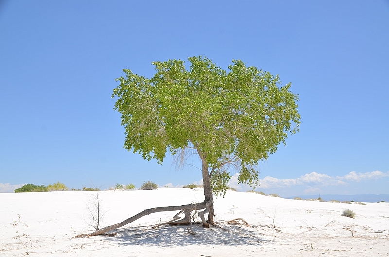 102_USA_White_Sands_National_Monument.JPG