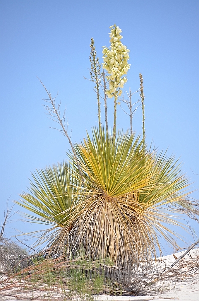 107_USA_White_Sands_National_Monument.JPG