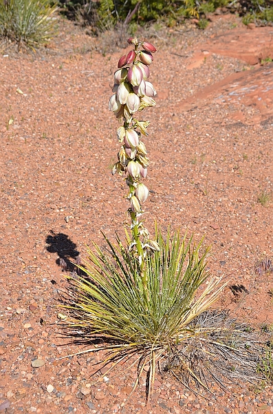 129_USA_Canyon_de_Chelly_National_Monument.JPG