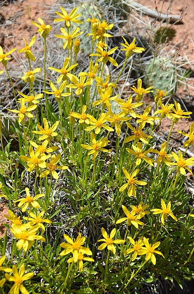 133_USA_Canyon_de_Chelly_National_Monument.JPG