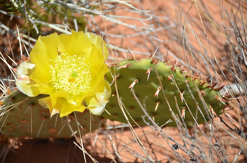 155_USA_Canyon_de_Chelly_National_Monument.JPG