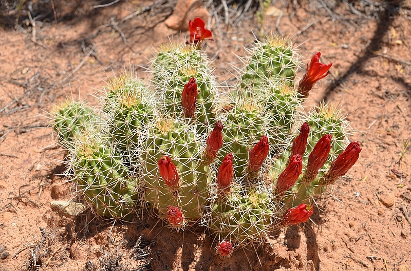 287_USA_Capital_Reef_National_Park.JPG