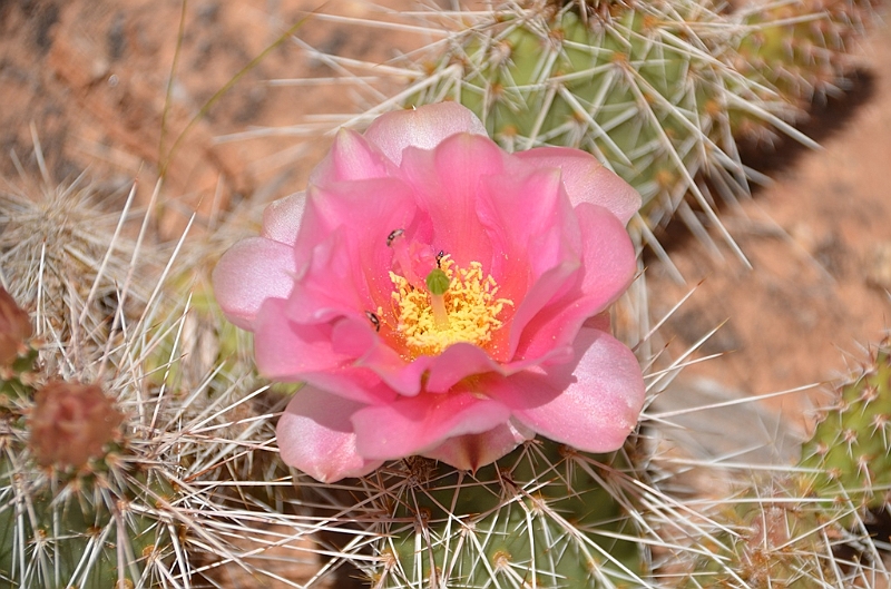 288_USA_Capital_Reef_National_Park.JPG