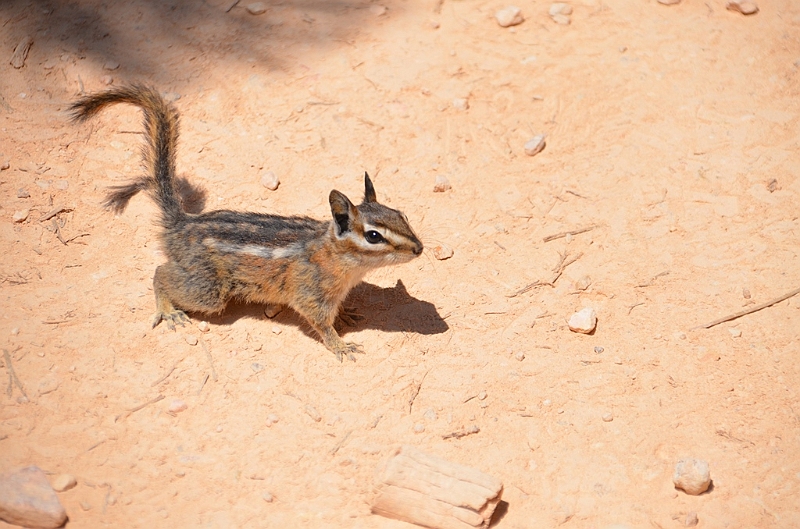 353_USA_Bryce_Canyon_National_Park.JPG