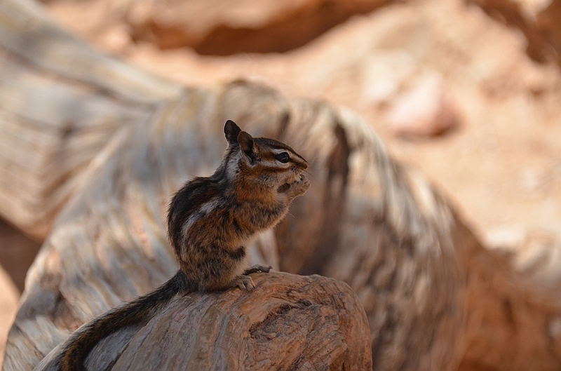 354_USA_Bryce_Canyon_National_Park.JPG