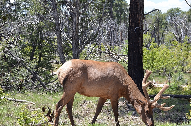 530_USA_Grand_Canyon_National_Park.JPG
