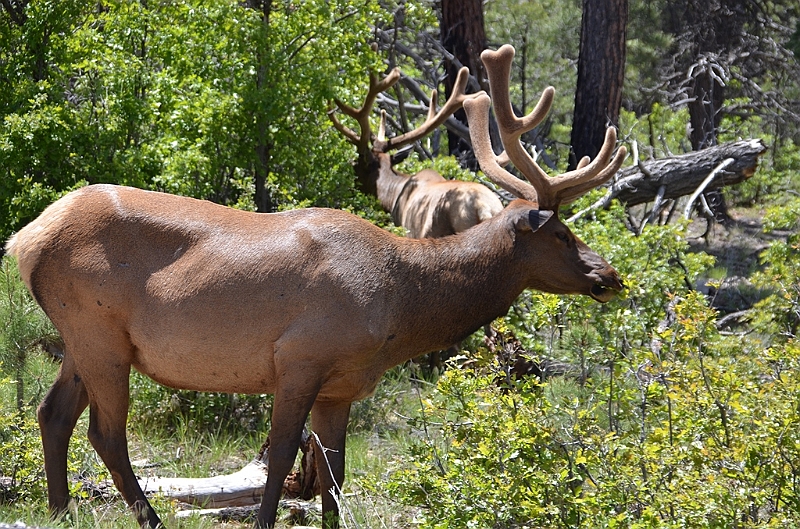 531_USA_Grand_Canyon_National_Park.JPG