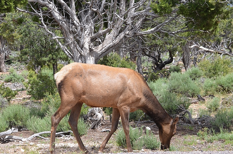 556_USA_Grand_Canyon_National_Park.JPG