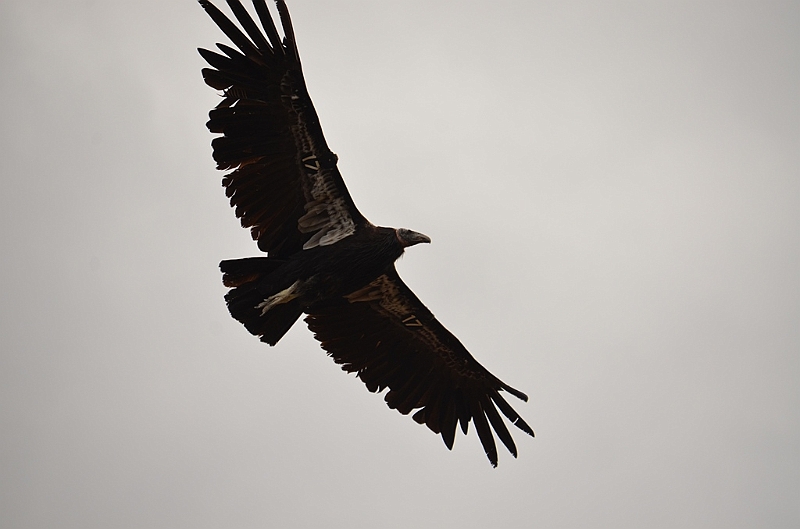 561_USA_Grand_Canyon_National_Park.JPG