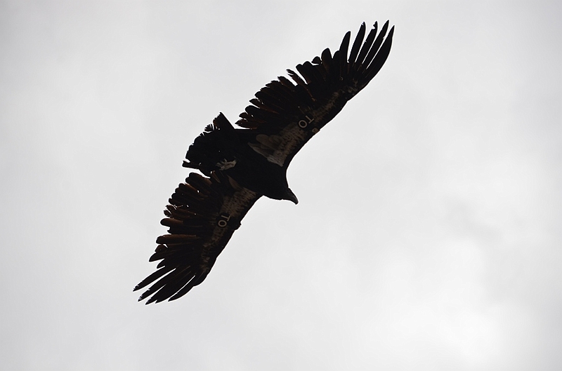 563_USA_Grand_Canyon_National_Park.JPG