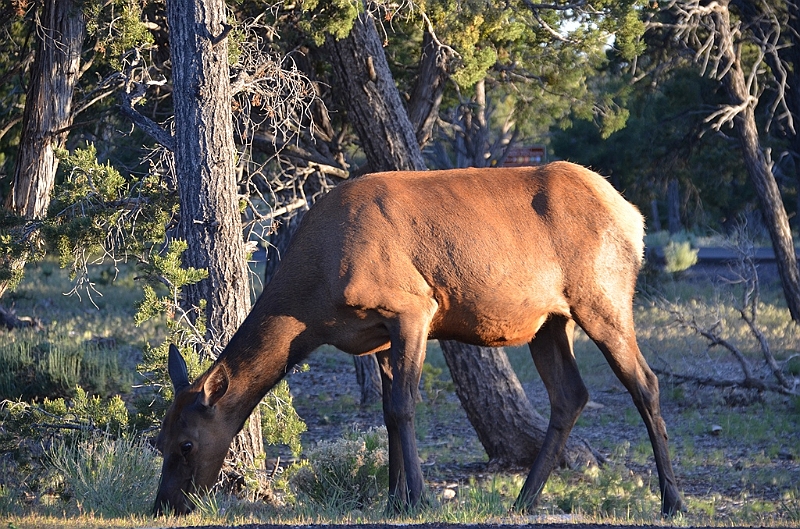 583_USA_Grand_Canyon_National_Park.JPG