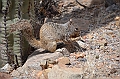 002_USA_Arizona_Sonora_Desert_Museum