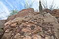 005_USA_Arizona_Sonora_Desert_Museum