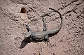 007_USA_Arizona_Sonora_Desert_Museum