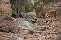 010_USA_Arizona_Sonora_Desert_Museum