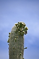 013_USA_Arizona_Sonora_Desert_Museum