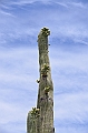 014_USA_Arizona_Sonora_Desert_Museum