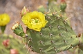 018_USA_Arizona_Sonora_Desert_Museum