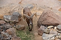 025_USA_Arizona_Sonora_Desert_Museum