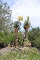 030_USA_Arizona_Sonora_Desert_Museum