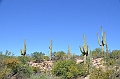 075_USA_Saguaro_National_Park