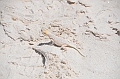 088_USA_White_Sands_National_Monument
