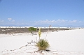 099_USA_White_Sands_National_Monument