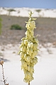 100_USA_White_Sands_National_Monument