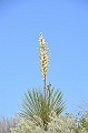 108_USA_White_Sands_National_Monument