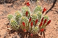 287_USA_Capital_Reef_National_Park