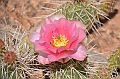 288_USA_Capital_Reef_National_Park