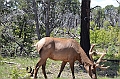 530_USA_Grand_Canyon_National_Park