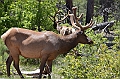 531_USA_Grand_Canyon_National_Park