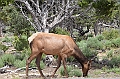 556_USA_Grand_Canyon_National_Park