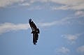 560_USA_Grand_Canyon_National_Park